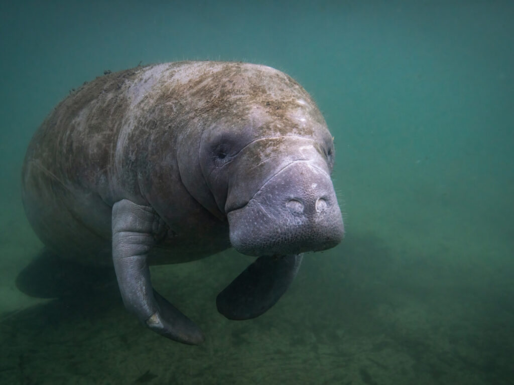 best time to see Manatees in Florida