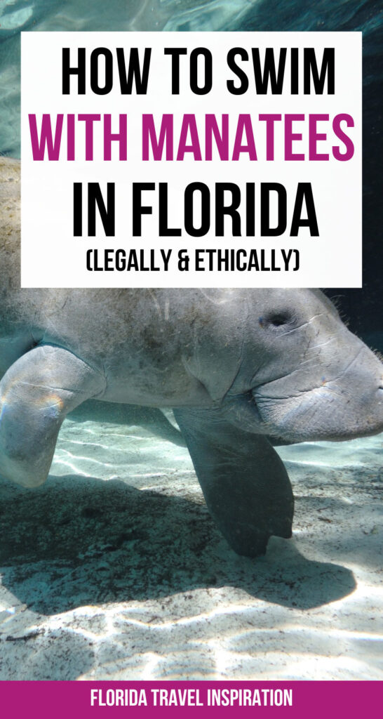 This post will show you how to swim with Manates in Florida. | best time to swim with manatees in Florida| best place to swim with manatees in Florida| swimming with manatees in Florida| swim with manatees in Crystal river| swim with the manatees in Florida| snorkeling with manatees in Florida| can you swim with manatees in Florida| swimming with manatees in crystal river| when to swim with manatees in Florida.
