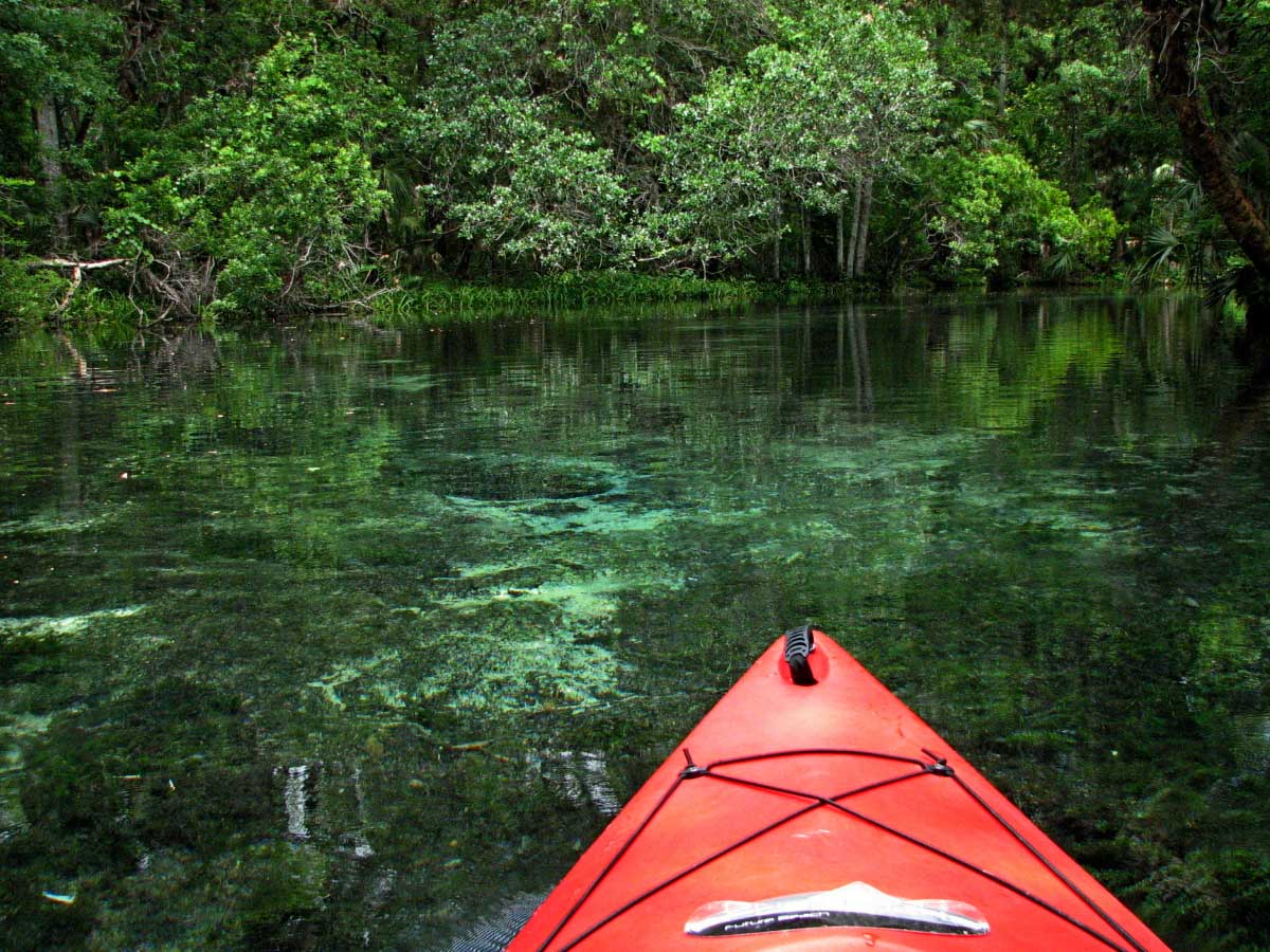 16 Best Places to See and Kayak with Manatees in Florida (+Practical