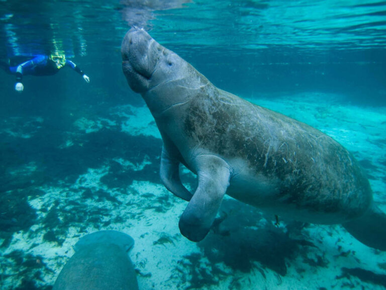 How to Swim with Manatees in Florida (+ Where to Go & FAQs)