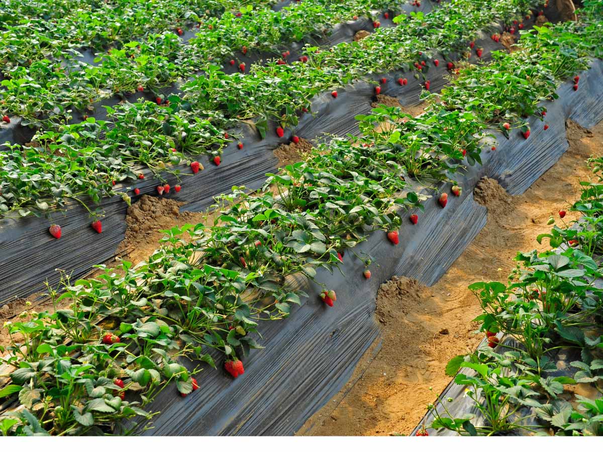 Strawberry Picking in Florida 13 Best Strawberry Farms in Florida to