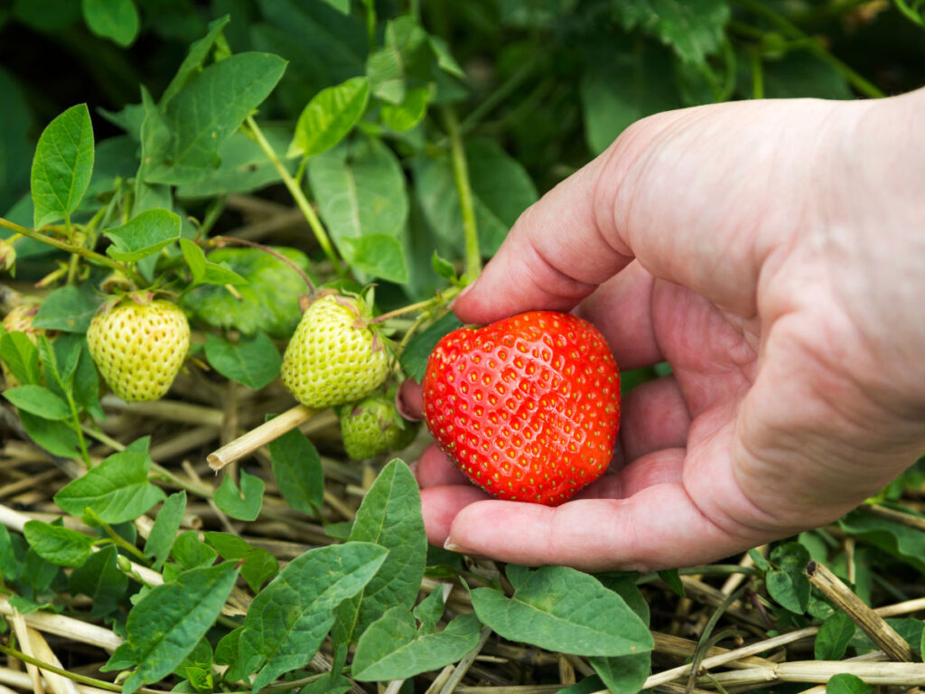 picking strawberries in Florida