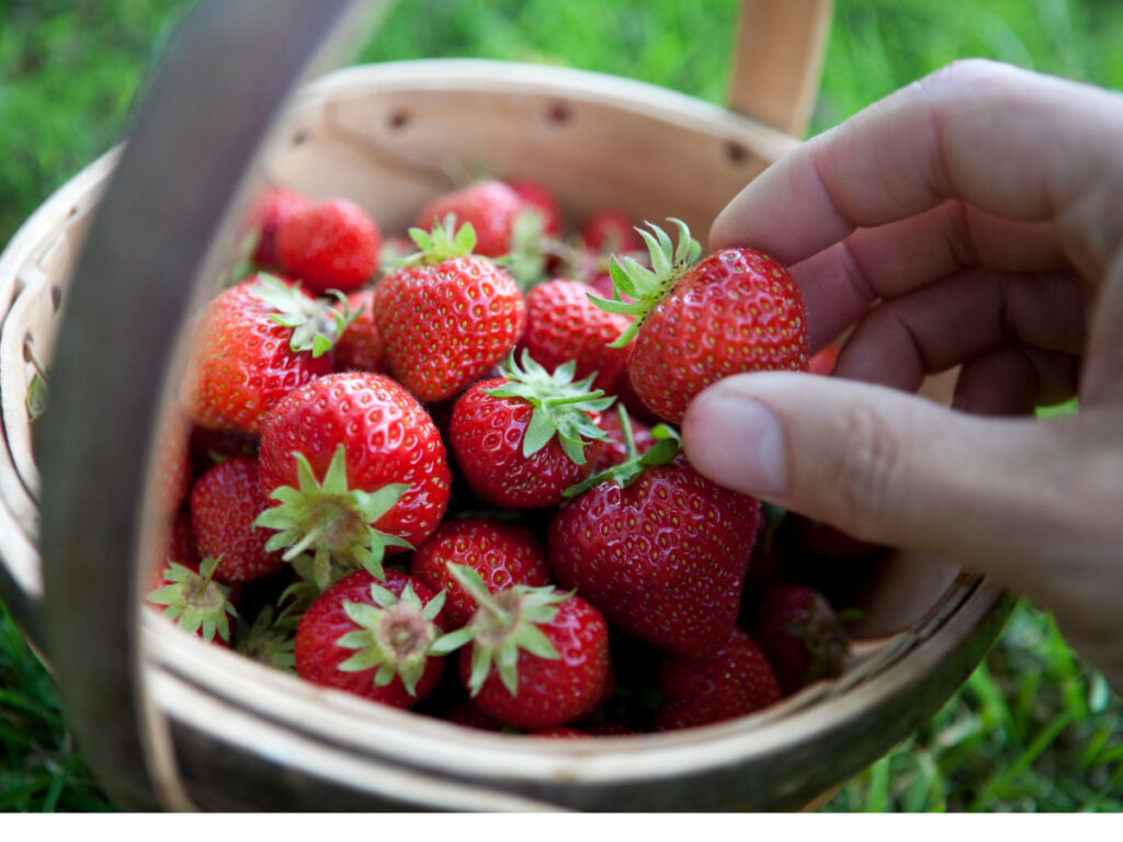 strawberry farms in Florida faqs