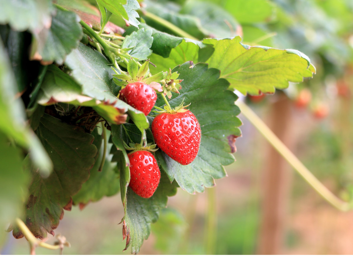 Strawberry Picking in Florida 13 Best Strawberry Farms in Florida to